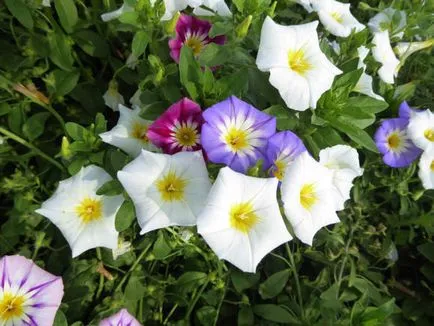 soiuri tricolore Convolvulus, cultivarea, creșterea