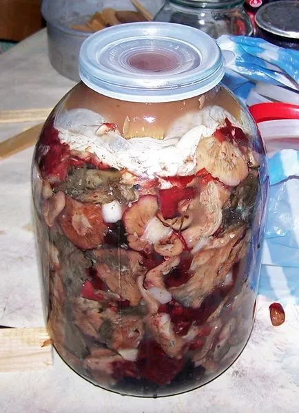 Depozitarea de ciuperci sărate - ciuperci de fier Ulomov