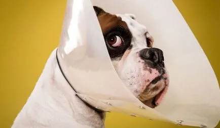 Miért kutyák viselnek kúp nyaka körül - mindent tudni!