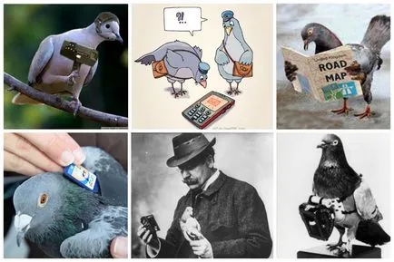 Riddle век - как гълъбите да намерят своето място
