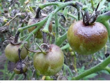 boli de tomate și metode de a face cu ei video