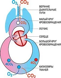 Желязото е необходимо за толкова дълго, колкото е необходимо, науката и живота