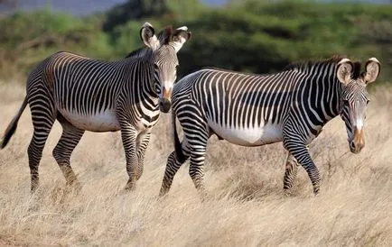 zebra Grevy - zebra, similar cu un măgar