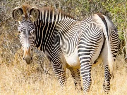 Grevy на зебра - зебра, подобен на магаре