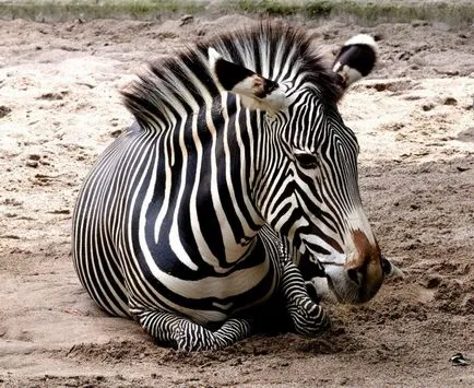 zebra Grevy - zebra, similar cu un măgar