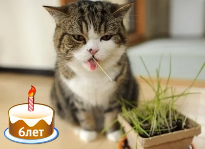 Известни модерен котка - японски Мару - беше на шест години