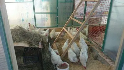 Зимна поддръжка на кокошки носачки и пилета се грижи през зимата