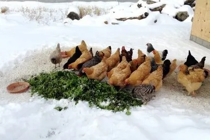 Téli karbantartás tojó tyúkokat és csirkéket érdekel télen