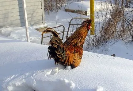 întreținerea de iarnă de găini ouătoare și pui de îngrijire în timpul iernii