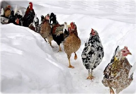 întreținerea de iarnă de găini ouătoare și pui de îngrijire în timpul iernii