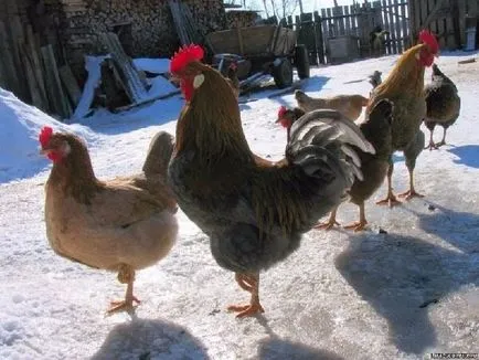 Téli karbantartás tojó tyúkokat és csirkéket érdekel télen