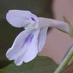 100 Fine Ageratum imaginat de îngrijire, cultivare și specii