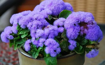 100 Fine Ageratum снимката грижи, култивиране и видове