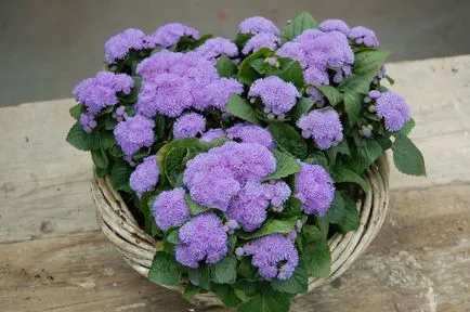 100 Fine Ageratum снимката грижи, култивиране и видове