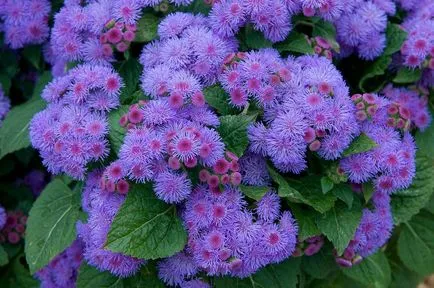 100 Fine Ageratum imaginat de îngrijire, cultivare și specii