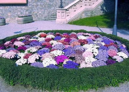 100 Fine Ageratum снимката грижи, култивиране и видове