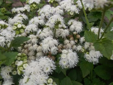 100 Fine Ageratum imaginat de îngrijire, cultivare și specii