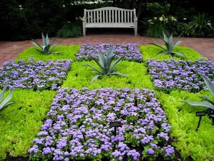 100 Fine Ageratum imaginat de îngrijire, cultivare și specii