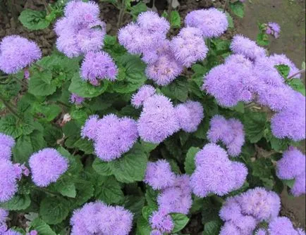 100 Fine Ageratum снимката грижи, култивиране и видове