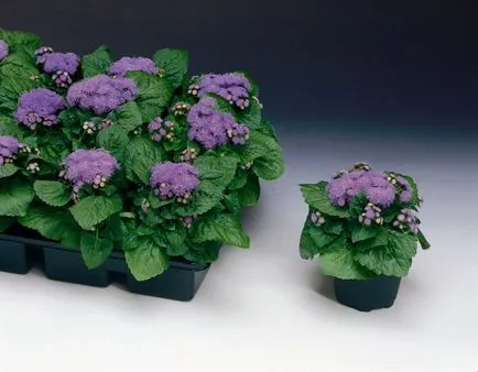 100 Fine Ageratum imaginat de îngrijire, cultivare și specii