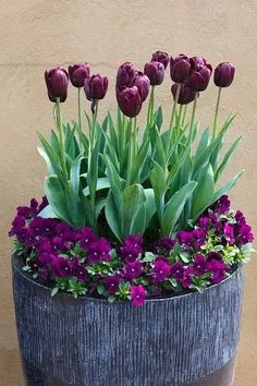 20 Összetétel tulipánok edények és konténerek - alonin kert