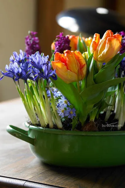 20 Összetétel tulipánok edények és konténerek - alonin kert