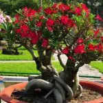 Adenium problémákat miért hagy göndör és sárgák levelei Adenium