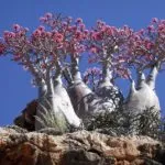 Adenium проблеми защо оставя навийте и пожълтяват листата на Adenium