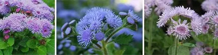 Ageratum - cultivarea și îngrijirea