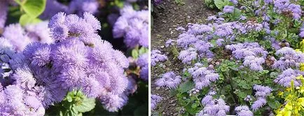 Ageratum - cultivarea și îngrijirea