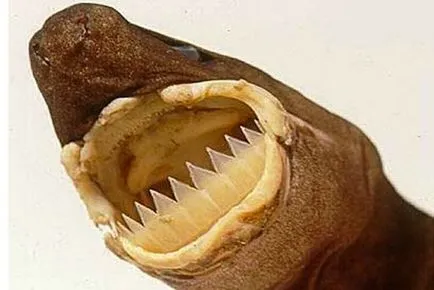 7 legbizarrabb és rettenetes szájukat az állatvilágban - faktrum