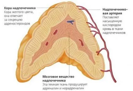 Adrenalina - alerga; noradrenalina - înainte; Cortizolul - sta în continuare, pentru toată știința în termeni simpli