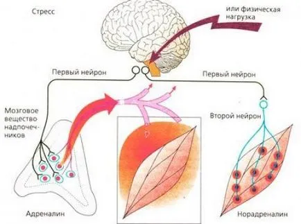 Adrenalina - alerga; noradrenalina - înainte; Cortizolul - sta în continuare, pentru toată știința în termeni simpli