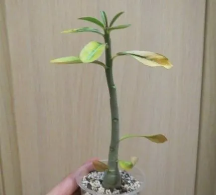 Adenium - ce să facă atunci când frunzele cad și caudex moale