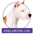 American Staffordshire Terrier Vand catei - catei de vanzare de anunțuri american