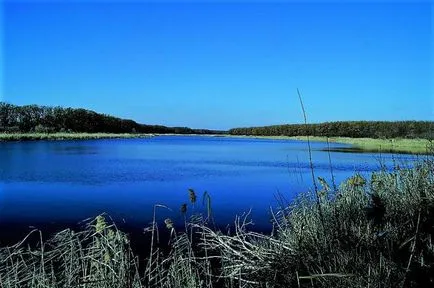 pădure Alexander, regiunea Rostov