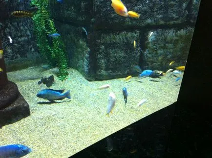 Aquarium (Aquarium) Antalya
