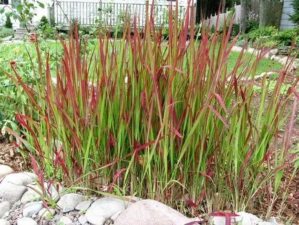 Alpesi hegyek ültetés, gondozás, locsolás és gyomlálás, ültetés kert