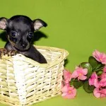 Английски Toy Terrier черно-тен (английски играчка териер)