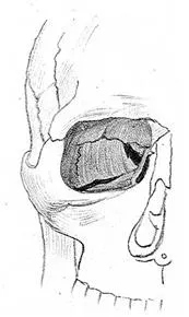 Caracteristicile anatomice ale craniului uman