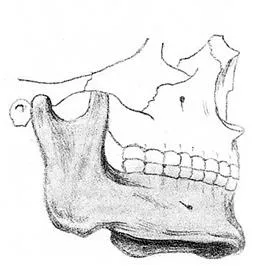 Caracteristicile anatomice ale craniului uman