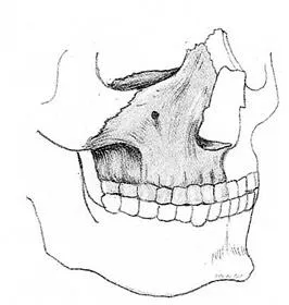 Caracteristicile anatomice ale craniului uman