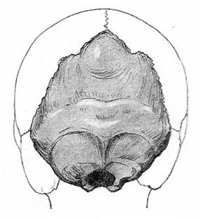 Caracteristicile anatomice ale craniului uman