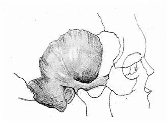 Caracteristicile anatomice ale craniului uman