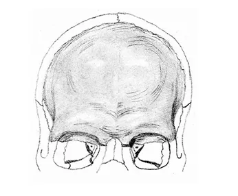 Caracteristicile anatomice ale craniului uman