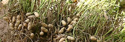 Peanut ültetés és a növekvő