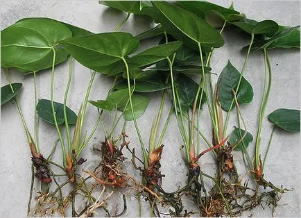 specii Anthurium, în special în creștere în oală dreapta și sol