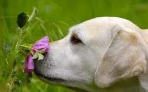 Hány labrador élnek, a barátaink - kutyák