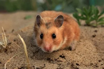 Sirian hamster - o rozătoare pe cale de disparitie si proaspat divortati