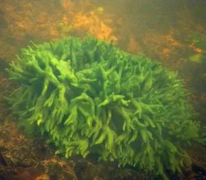 Badyaga (burete de mare) împotriva celulitei - modul de aplicare